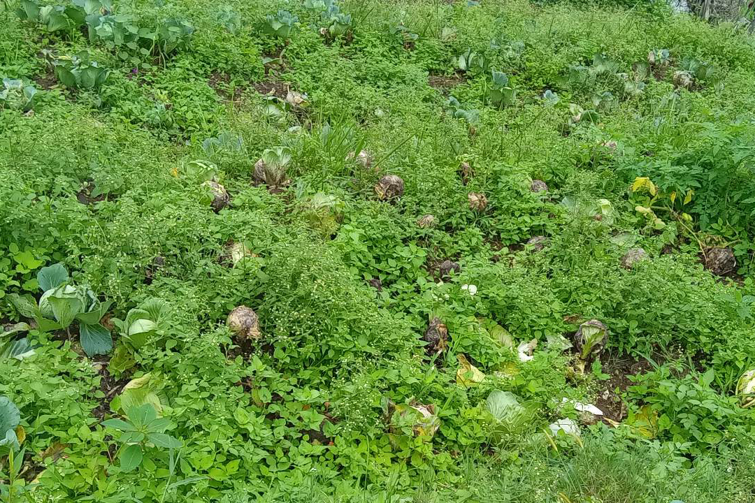 बारीमै कुह्यो बन्दा, सडक अवरुद्ध हुँदा ढुवानी गर्नै पाइएन् 